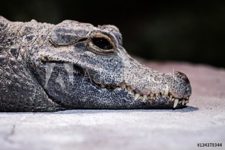 Bild på Stumpfkrokodil Osteolaemus tetraspis